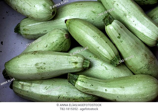 many green zucchini Cucurbita pepo