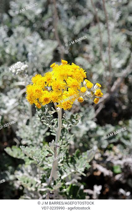 Silver ragwort (Jacobaea maritima or Senecio cineraria) is a perennial herb native to Mediterranean coasts and southern United Kingdom coasts