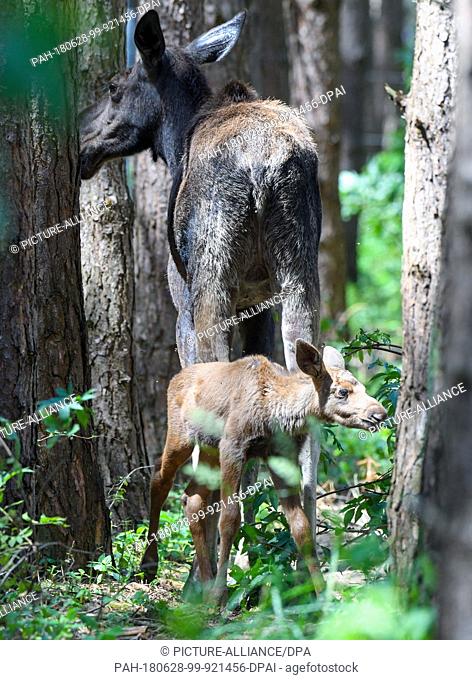 27 June 2018, Germany, Gross Schoenebeck: A moose calf standing beside its mother, moose cow Marlies, in an enclosure at Wildpark Schorfheide