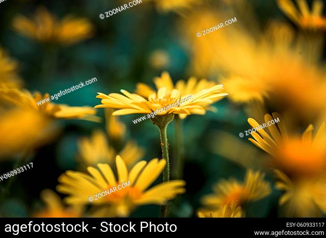 Doronicum orientale yellow flower close up. Also known as leopard's bane flowers