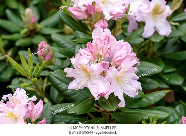 Catawba rhododendron, Catawba rose bay (Rhododendron catawbiense 'Janet Blair', Rhododendron catawbiense Janet Blair), cultivar Janet Blair