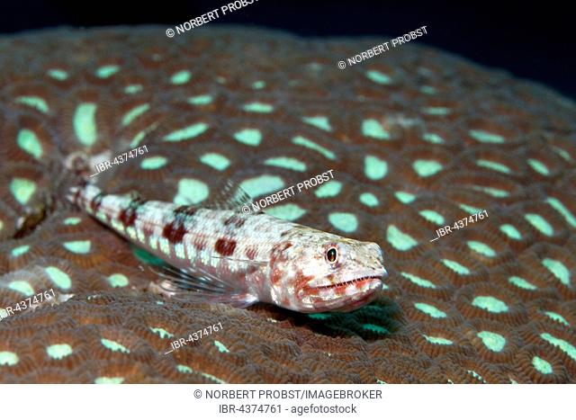 Variegated Lizardfish (Synodus variegatus) lying on stony coral, Tukangbesi Archipelago, Wakatobi National Park, Banda Sea, Southeast Sulawesi, Indonesia