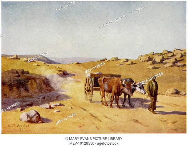 A South African native leads a wagon drawn by a pair of oxen along a desert road