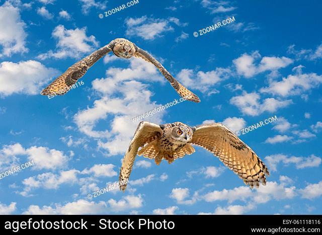 One Eurasian Eagle Owl or Eagle Owl. Flies with spread wings against a blue and white clouded sky. Red eyes stare at you while he is hunting