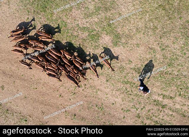 25 August 2022, Saxony, Stolpen: Rolf Seim, farmer, walks across a field with a herd of goats at the Lauterbach goat farm (aerial view taken with a drone)