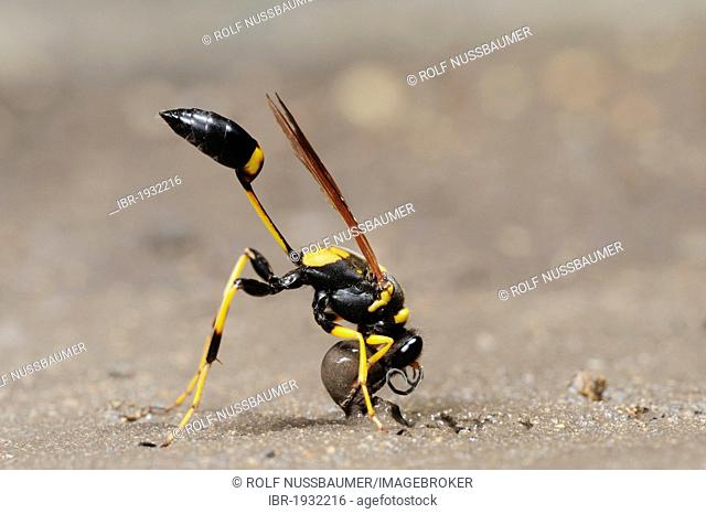 Black and yellow Mud Dauber (Sceliphron caementarium), female collecting mud for nest, Comal County, Hill Country, Central Texas, USA, America
