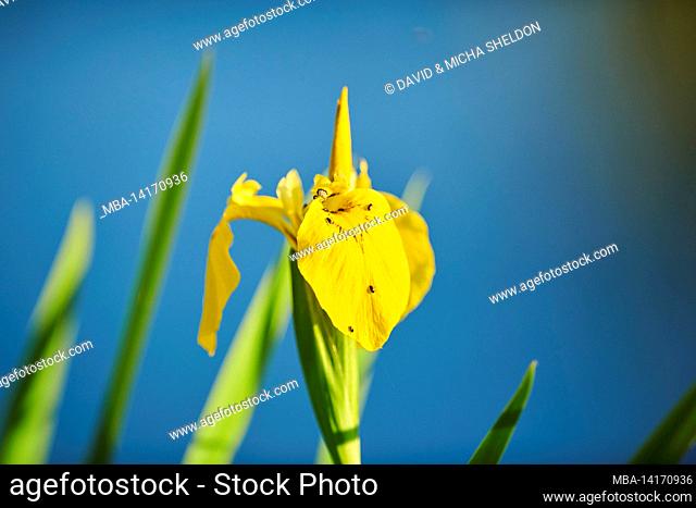 swamp iris (iris pseudacorus), yellow iris or water flag, blooming on the banks of the danube river in spring, bavaria, germany