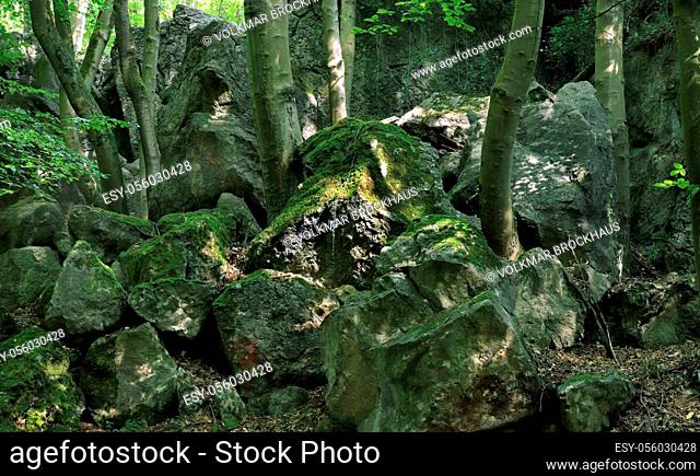 Sea of rocks, beeches between the large rocks in the Felsenmeer in Hemer. The rocks consist of reef limestone from the middlescent devon
