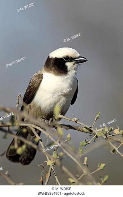 White-crowned shrike (Eurocephalus anguitimens), sitting on a bush, South Africa, Kruger National Park