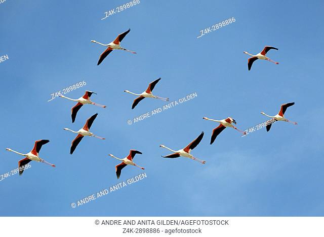 Greater Flamingo (Phoenicopterus roseus) group flying against blue sky, Camargue, France