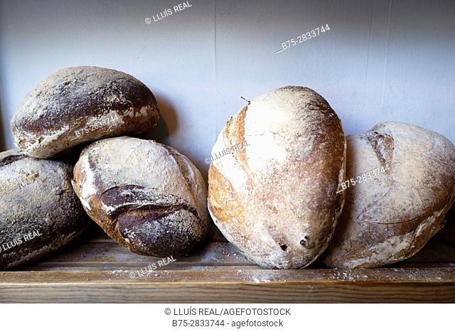 Close up of three ecological breads in a bakery. Sedbergh, Cumbria, West Riding os Yorkshire, Yorkshire Dales, England, UK