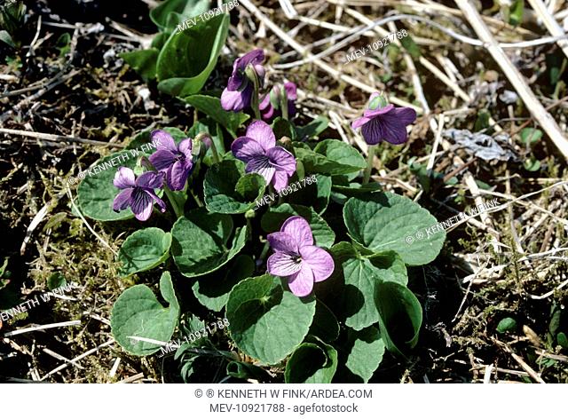Viola / Northern Marsh Violet / Dwarf Marsh Violet. Attu Island - Aleutian Islands of Alaska. (Viola epipsilla Viola epipsila)