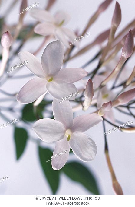 Jasmine, Jasminum officinale, Close up studio shot of white coloured flower