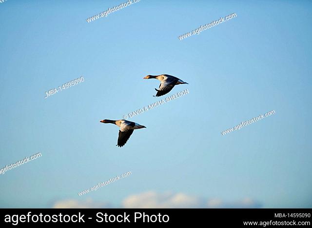 Greylag geese (Anser anser) in flight, Bavaria, Germany, Europe