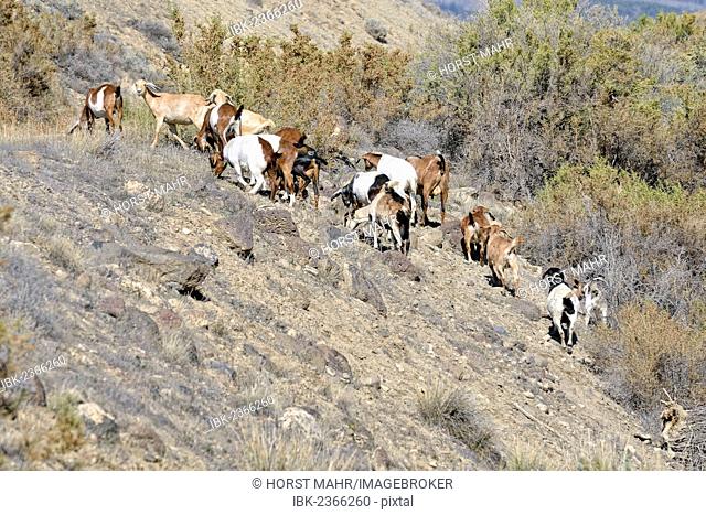 Herd of goats in the Adobe Buttes, George Creek Road, Eckert near Cedaredge, Colorado, USA