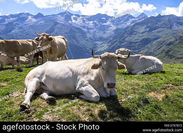 Cow, Superbagnères, Bagnères-de-Luchon, Pyrenean, Haute-Garonne department, Occitanie, France