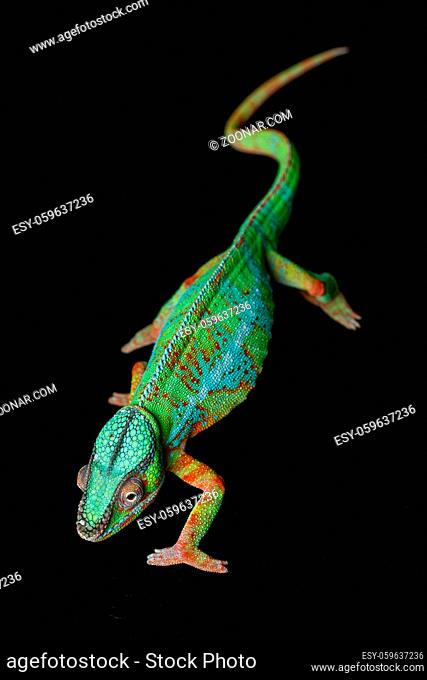 alive chameleon reptile standing on back background. studio shot. copy space