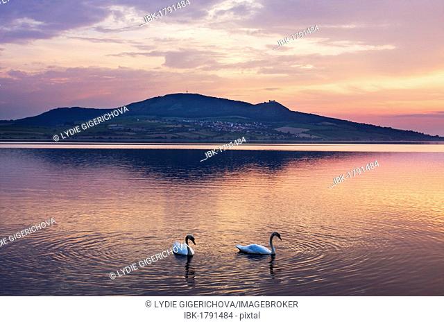 Swans on the Nove Mlyny Reservoir and Palava mountains, Breclav district, South Moravia region, Czech Republic, Europe