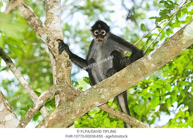 Black-handed Spider Monkey Ateles geoffroyi adult, sitting on branch in lowland tropical forest, Tikal N P , Peten, Guatemala