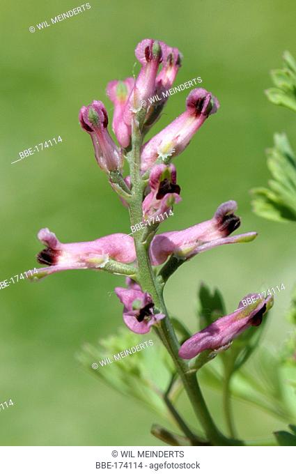 Common Fumitory flowers in close-up