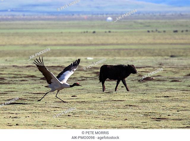 Black-necked crane (Grus nigricollis) setting off