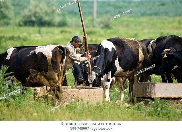 Cowherd and flock of cows, draw well, watering place, cowherd soaking the cows, Danube valley, Northern Bulgaria