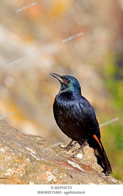 African red-winged starling (Onychognathus morio), male sitting on a rock, South Africa, Kwazulu-Natal, Giants Castle