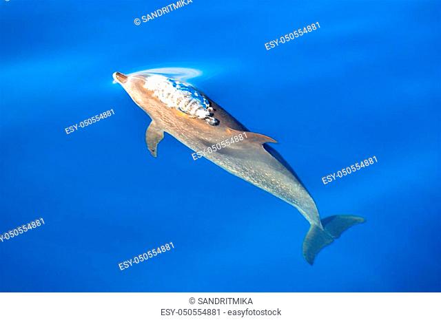 Un bonito ejemplar de delf? n moteado (Stenella frontalis) llega a la superficie a coger aire y seguir saltando y jugando con sus compa? eros