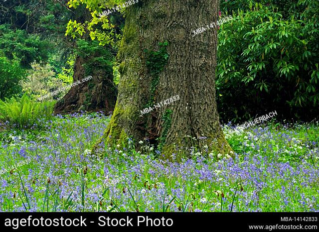 europe, republic of ireland, county wicklow, wicklow mountain national park, old oak tree between blooming bluebells in the wicklow mountains