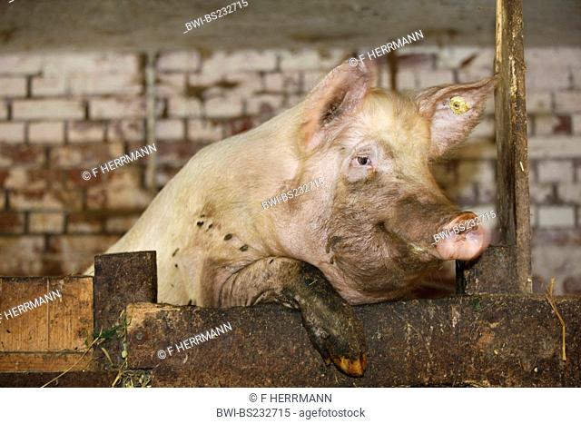 domestic pig Sus scrofa f. domestica, standing on the hind legs, looking over the concrete wall of its box, Germany, Vogtlaendische Schweiz