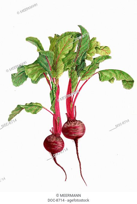 2 bulbs beetroots with leaves