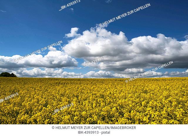 Rapeseed (Brassica napus) field, flowering, clear sky, Mecklenburg-Western Pomerania, Germany