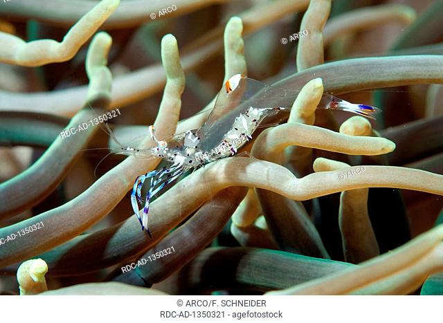 Anemone Shrimp, Sabang Beach, Puerto Galera, Mindoro, Philippines, Asia, Ancylomenes holthuisi, before, Periclimenes holthuisi