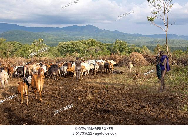 Surma herder with cattle herd near Tulgit, Omo River Valley, Ethiopia, Africa