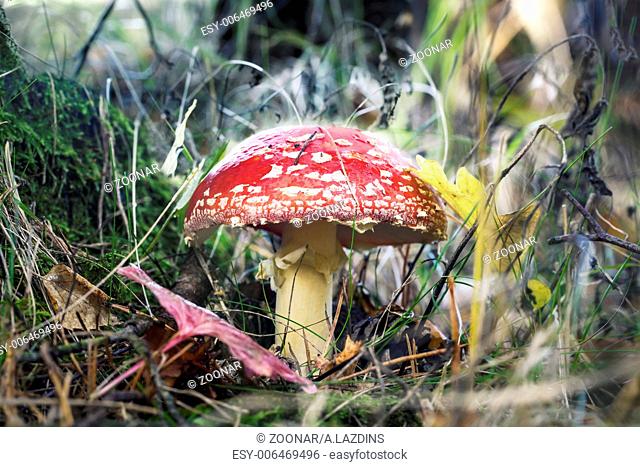 Fly agaric at forest in moss