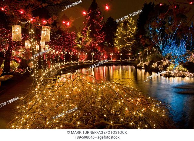 Holiday lighting in Japanese Maple (fgnd) and other trees around Livingstone Lake [Acer palmatum]. VanDusen, Vancouver, BC
