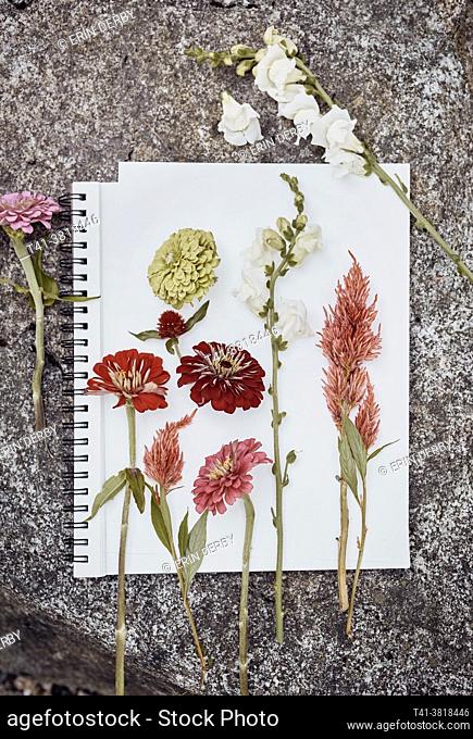 Some wild flower cuttings on a white paper on a rock