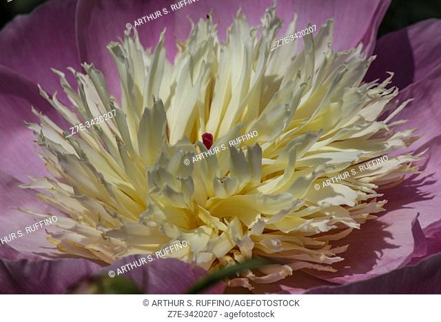 Detail of the staminodes of a peony (Paeonia lactiflora--""Bowl of Beauty""), telephoto image