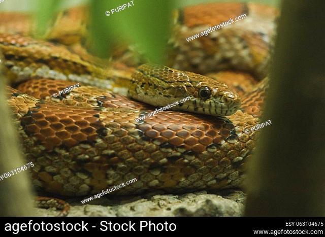 Corn Snake on the rock Is a snake that has been popular for raising beautiful colors