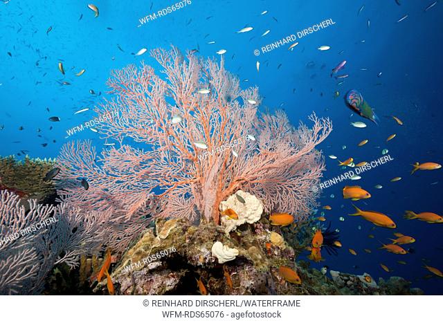 Colored Coral Reef, Osprey Reef, Coral Sea, Australia