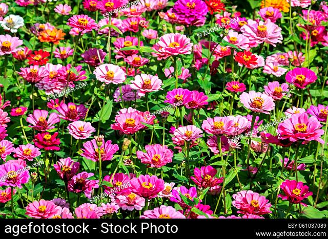 pink and purple cosmos flowers farm in the outdoor