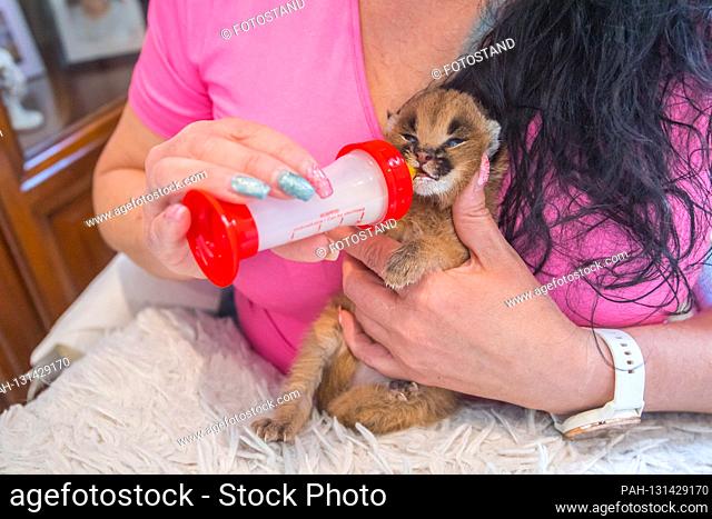 Jahnsdorf, Germany April 2nd, 2020: Raising Karakal babies with the bottle - April 2nd, 2020 Sandra Kolliski from Jahnsdorf is raising two caracal babies with...