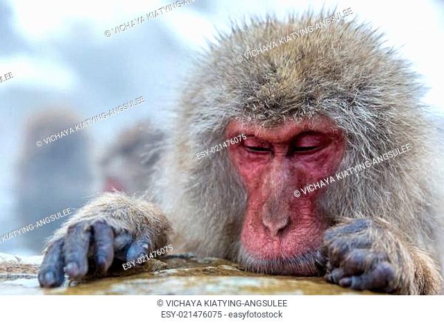 Snow monkey Macaque Onsen