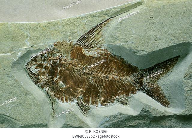 Nemotonotus (Nemotonotus longispinus), fossil, Lebanon