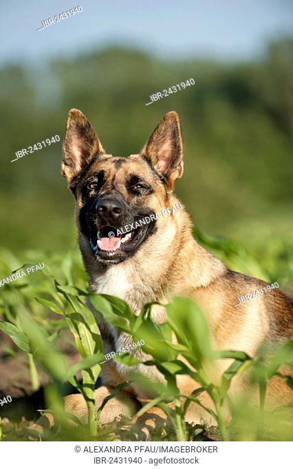 Malinois or Belgian Shepherd Dog, portrait, lying