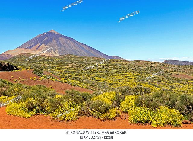 Flixweed (Descurainia bourgaeana) in bloom in front of Pico del Teide volcano, Teide National Park, Tenerife, Canary Islands, Spain