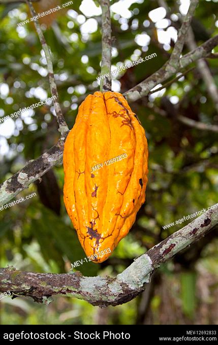 Cocoa fruits on the trees growing on tropical forest. S&, xe3;o Tom&, x9825; Pr&, xed;ncipe Cocoa fruits on the trees growing on tropical forest