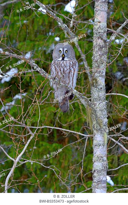 great grey owl (Strix nebulosa), on its lookout on a birch at forest edge, Finland