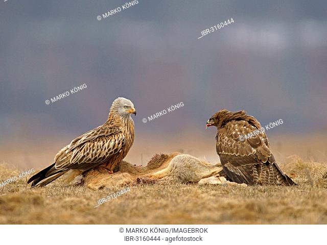 Common Buzzard (Buteo buteo) and a Red Kite (Milvus milvus) with the carcass of a deer