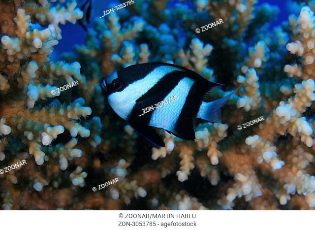 Dreibinden-Preussenfisch versteckt sich in Koralle, Dascyllus aruanus, Ägypten, Rotes Meer, Humbug damsel, Aegypt, Red Sea
